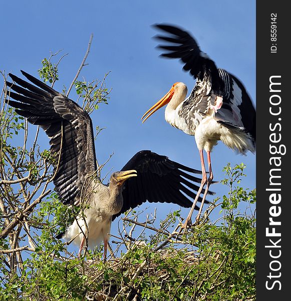 Fighting fighting storks on the top of the tree.