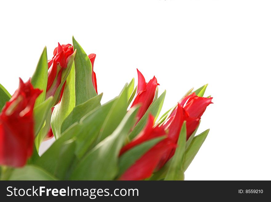 Bouquet from beautiful and bright gentle tulips. Bouquet from beautiful and bright gentle tulips