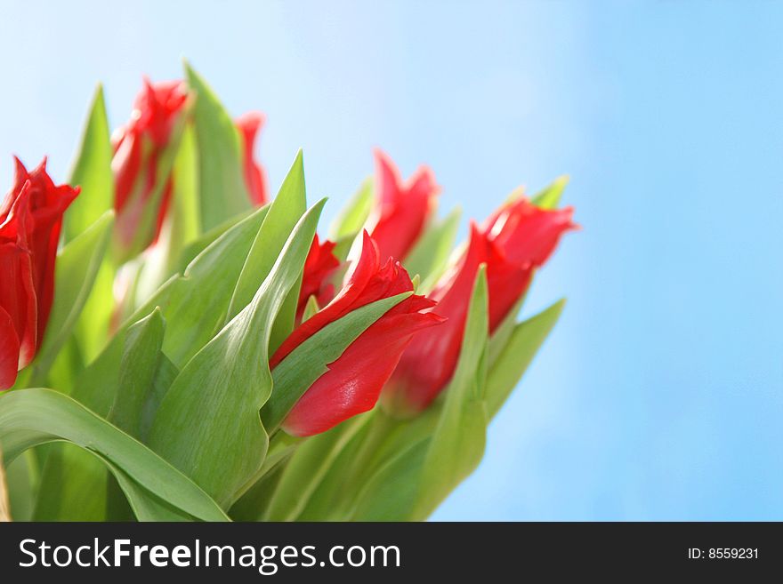 Bouquet from beautiful and bright gentle tulips