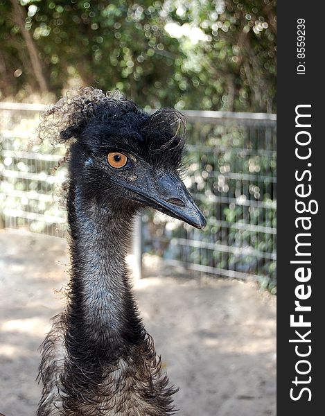 An emu posing for the photograph. Yellow-eyed black head.