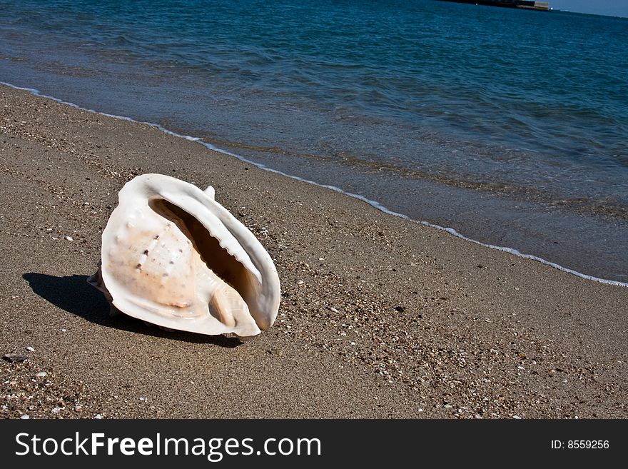 Big sea-shell lying on the sand beach against sea. Japan