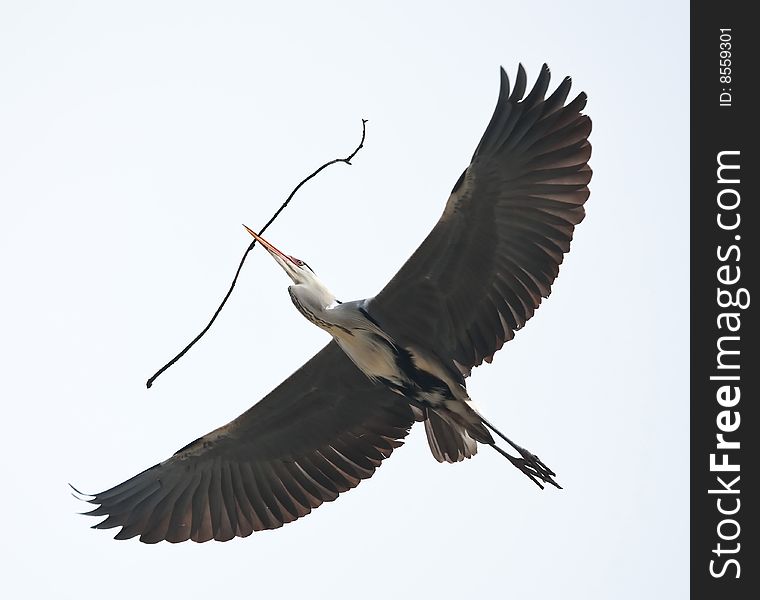 Heron flying with a sprig for nest