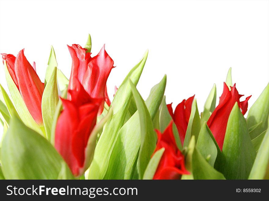 Bouquet from beautiful and bright gentle tulips