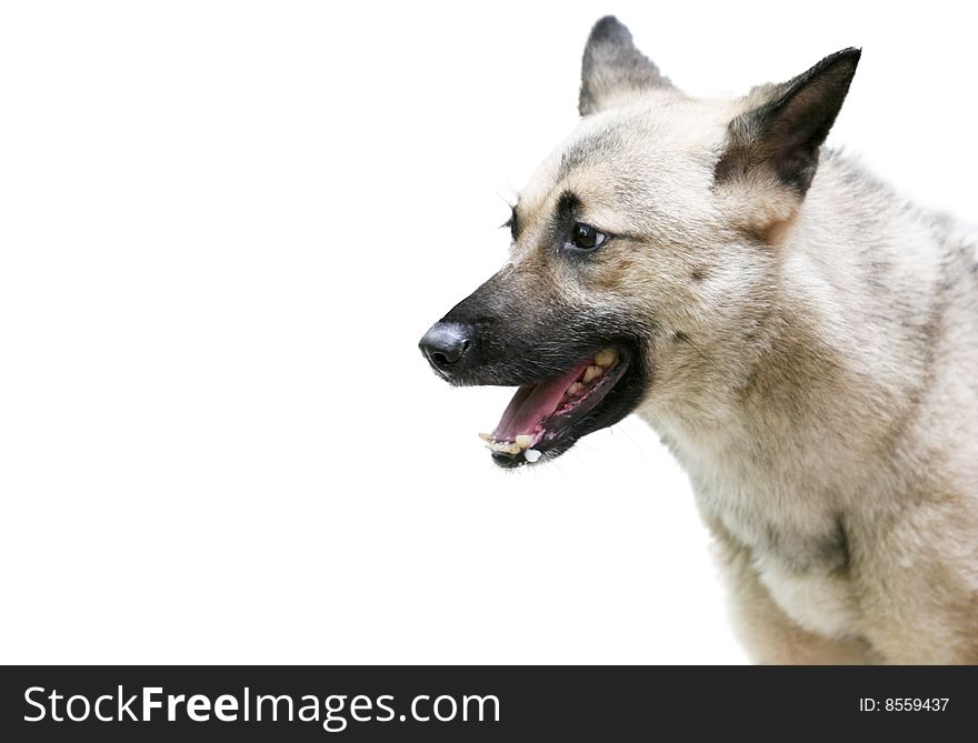 The german shepherd dog on the white background.