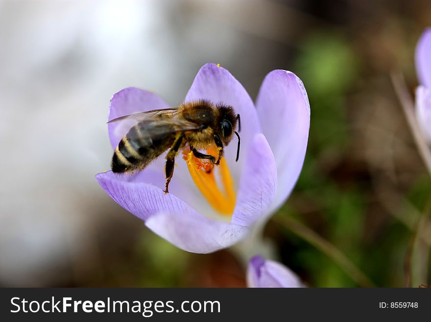 Detail of pollinating bee on the crocus. Detail of pollinating bee on the crocus