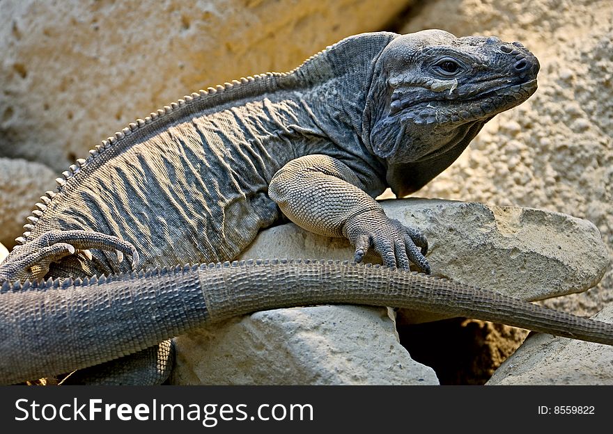 Corned iguana 1