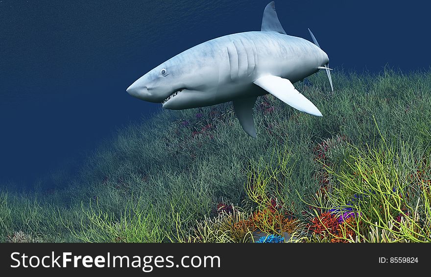 Shark swimming in the shallow waters