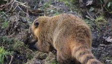 South American Coati Royalty Free Stock Images South American Coati Royalty Free Stock Images