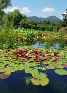 Pond With Lily Royalty Free Stock Images