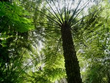 Hinterland Tree Fern Stock Images Hinterland Tree Fern Stock Images