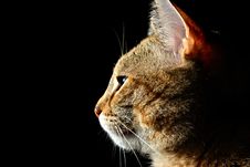 Cat In The Shadows Royalty Free Stock Image