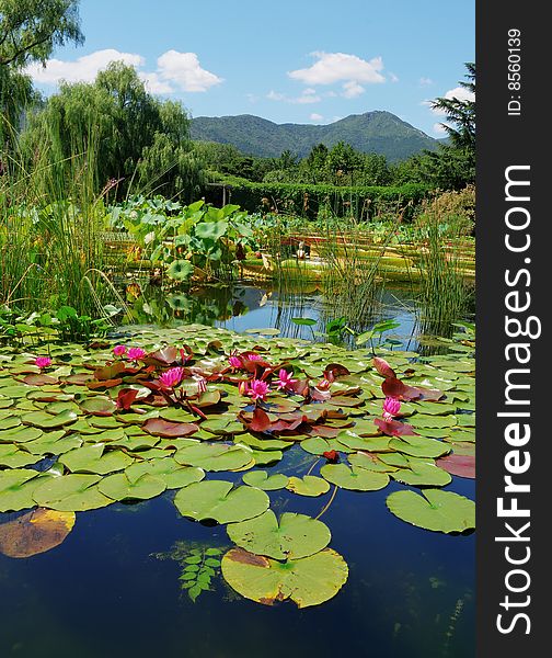 Pond with water-lilies in hot summer day. Pond with water-lilies in hot summer day.