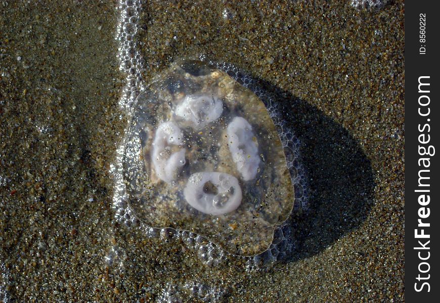 Young jellyfish has washed ashore. Young jellyfish has washed ashore.