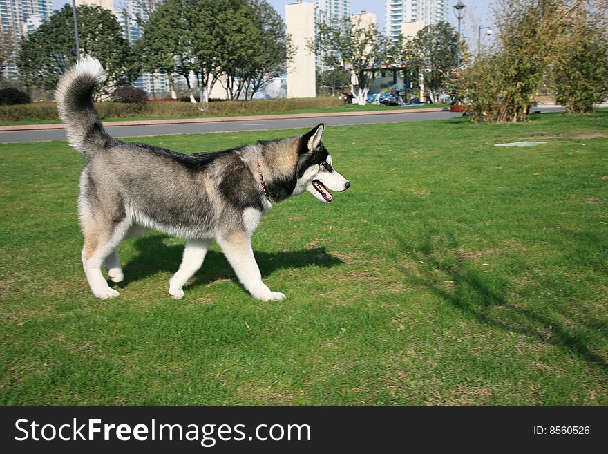 Siberian Husky Dog on Lawn