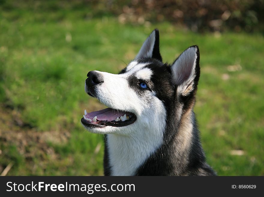 Siberian Husky Dog Open Mouth Looking at Food