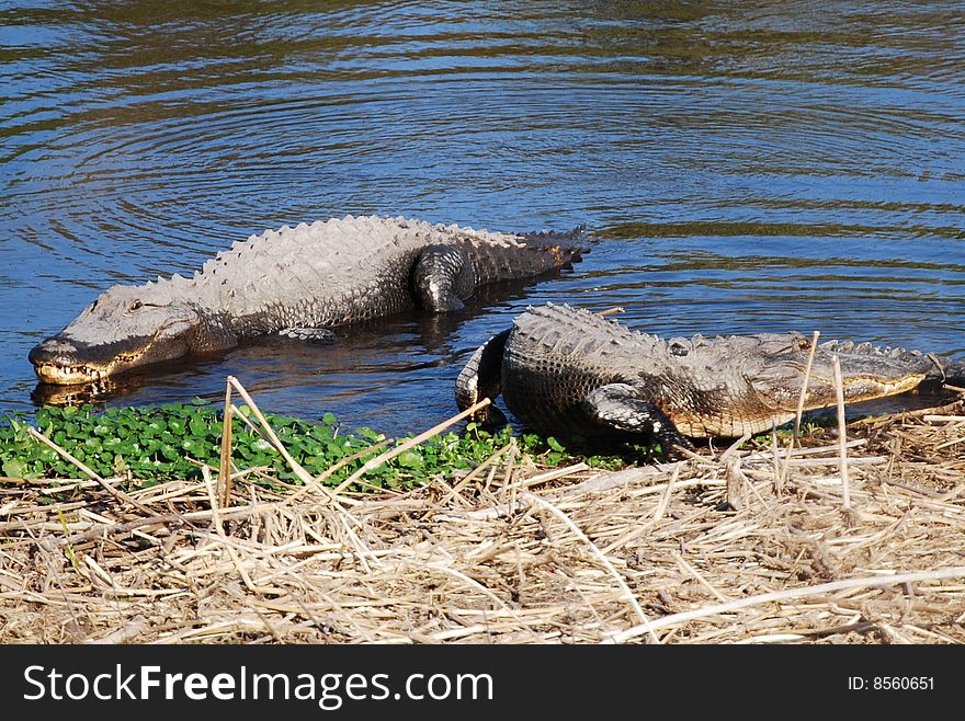 Two alligators sunbathing in the shallow water. Two alligators sunbathing in the shallow water