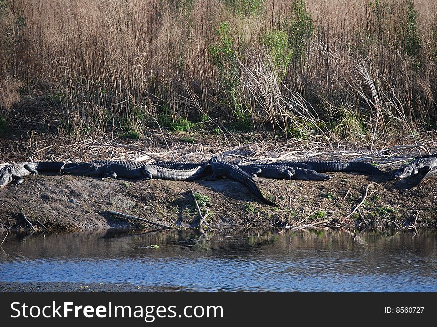 Multiple alligators sunbathing on the shore