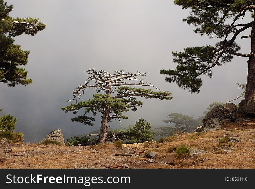 A cloud reaches the top of the hill where this tree is standing. A cloud reaches the top of the hill where this tree is standing.