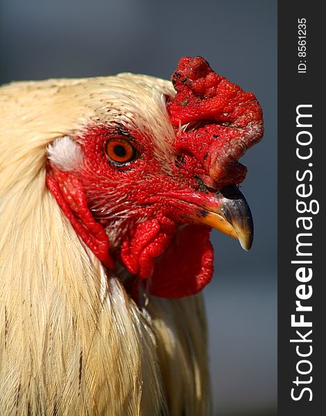Closeup of Aracauna Rooster, chicken. Closeup of Aracauna Rooster, chicken