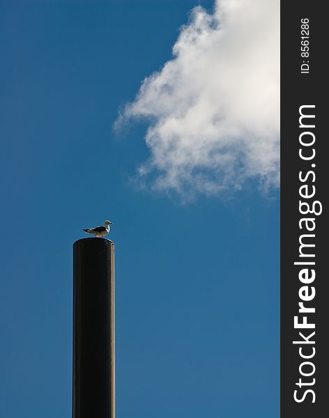 Seabird on wooden pole with clouds in blue sky. Seabird on wooden pole with clouds in blue sky