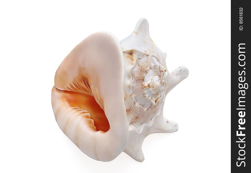 Sea shell on white background