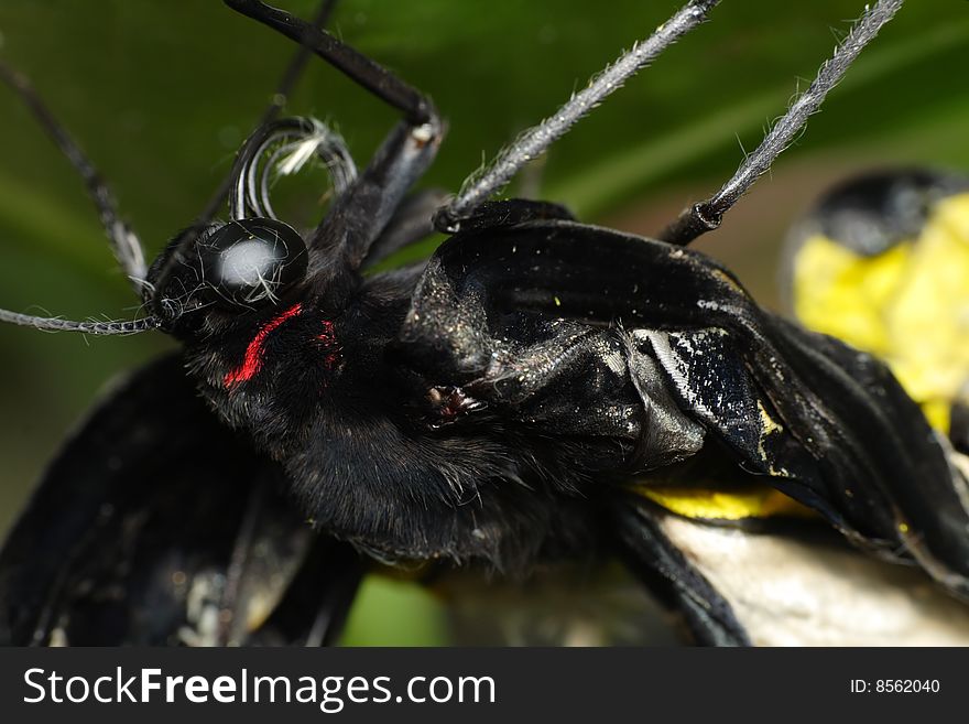 Newly emerged butterfly