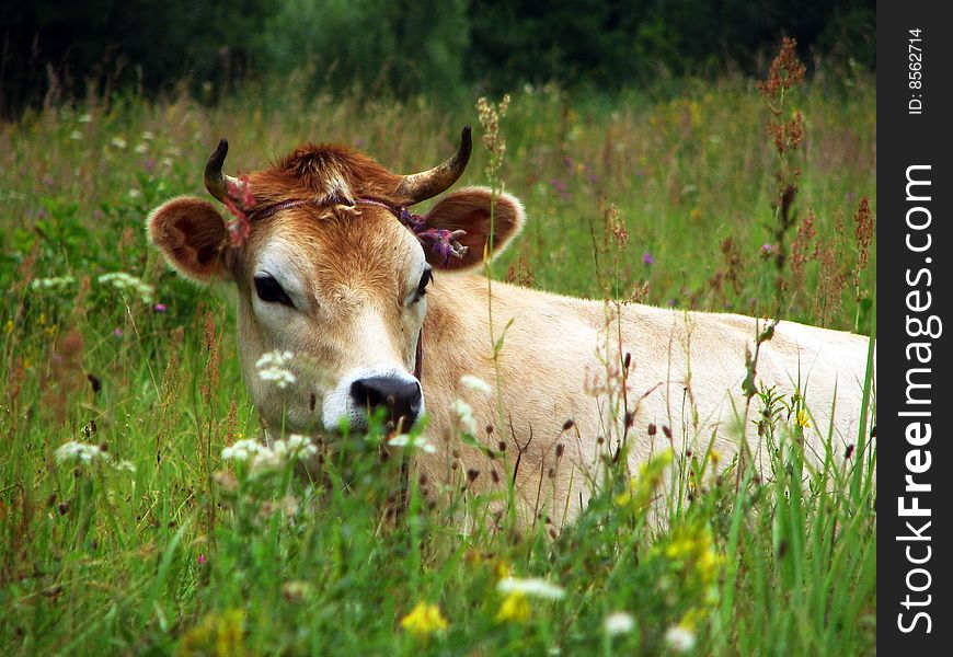 A lovely cow at close proximity in summertime. A lovely cow at close proximity in summertime