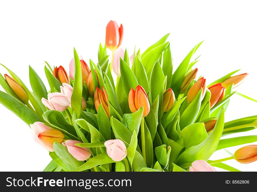 Bouquet of tulips isolated on white background