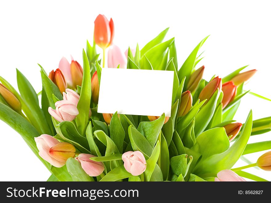 Bouquet of tulips isolated on white background. Bouquet of tulips isolated on white background