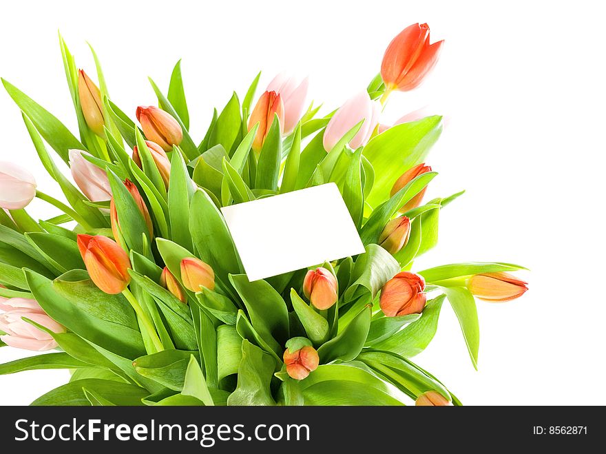 Bouquet of tulips isolated on white background. Bouquet of tulips isolated on white background