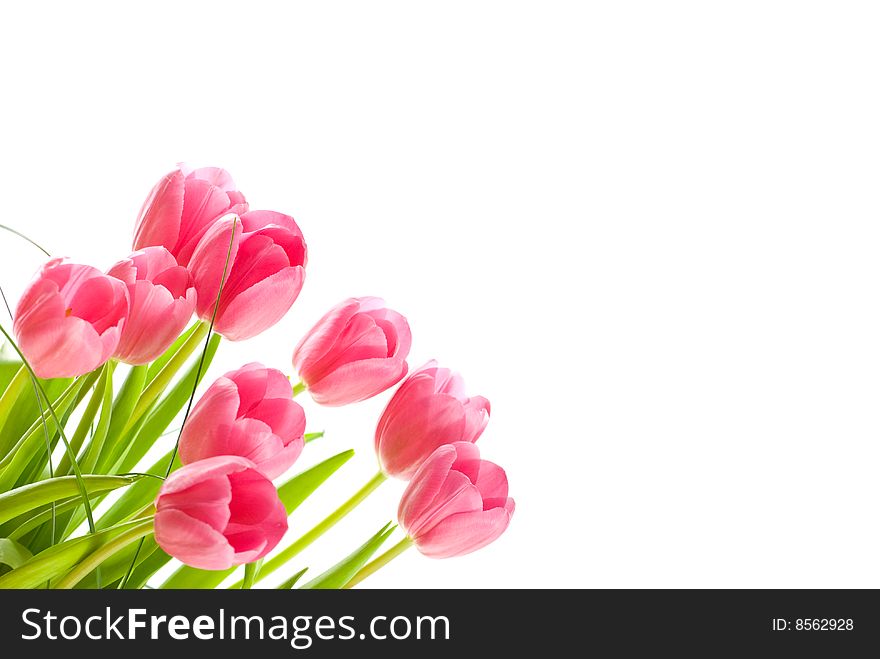 Bouquet of tulips isolated on white background