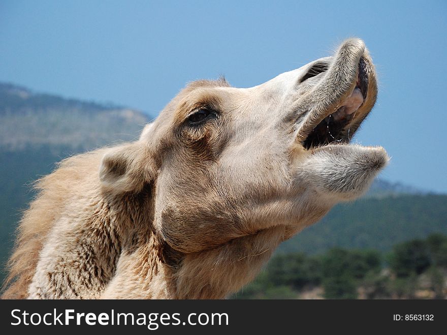 The  beautiful camel against mountains and the sky sings. The  beautiful camel against mountains and the sky sings