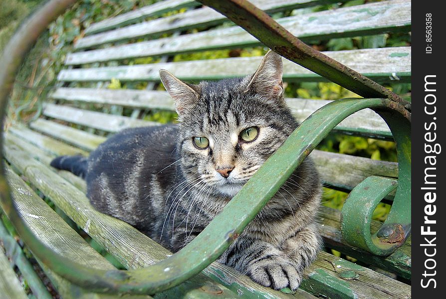 Silver Tabby relaxing on a bench
