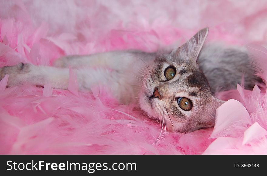 Usual Silver Somali relaxes amongst pink feathers. Usual Silver Somali relaxes amongst pink feathers