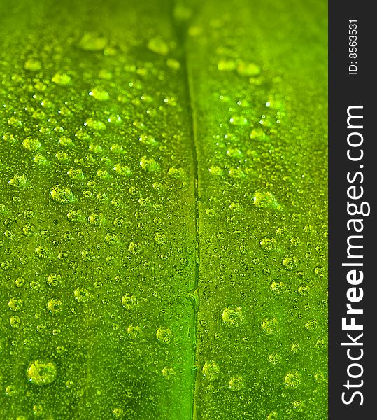 Water drops on a green leaf to create an almost abstract background. Water drops on a green leaf to create an almost abstract background.