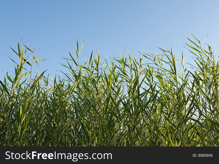 Reed stems on the blue sky