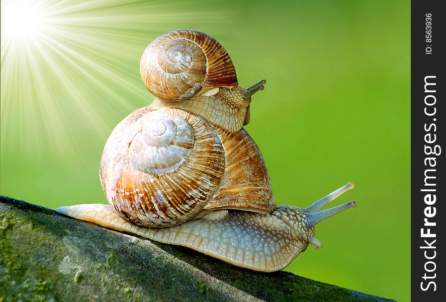 Two snails on the sky with the sun and a green background