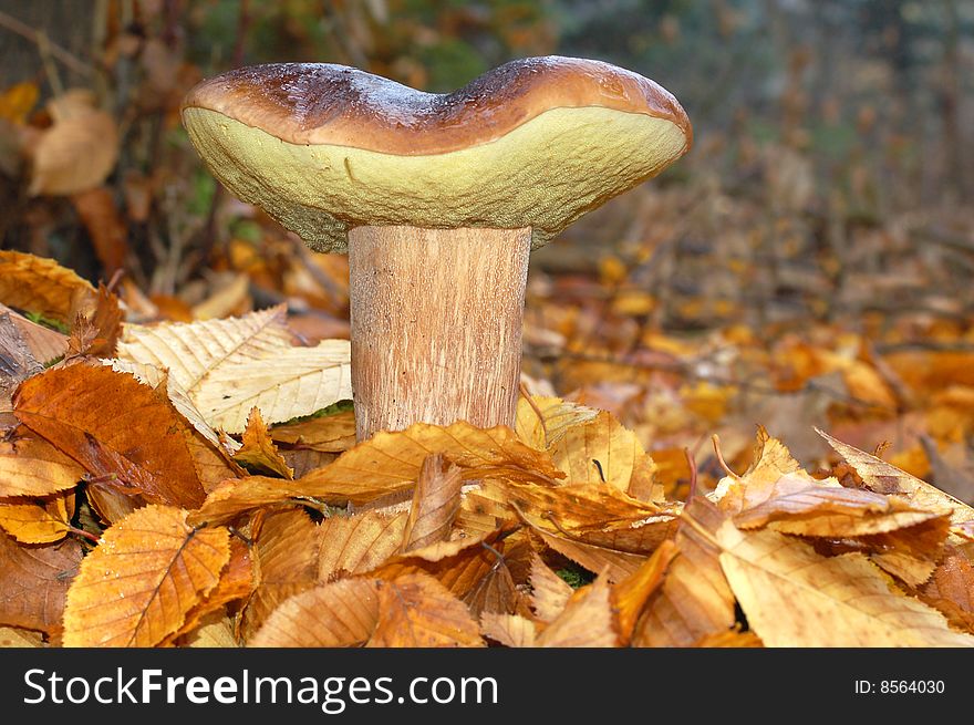 Beautiful and big mushroom in the leaves. Beautiful and big mushroom in the leaves