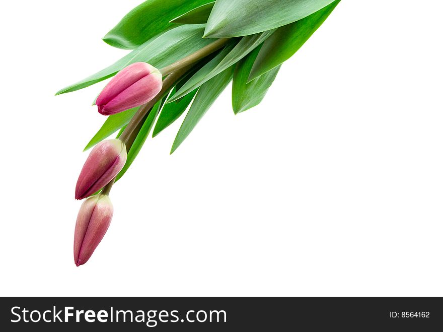 Three tulips isolated on white background