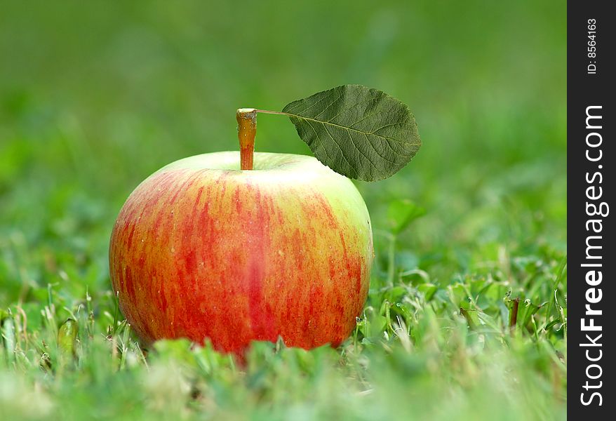 Red apple with leaf in grass