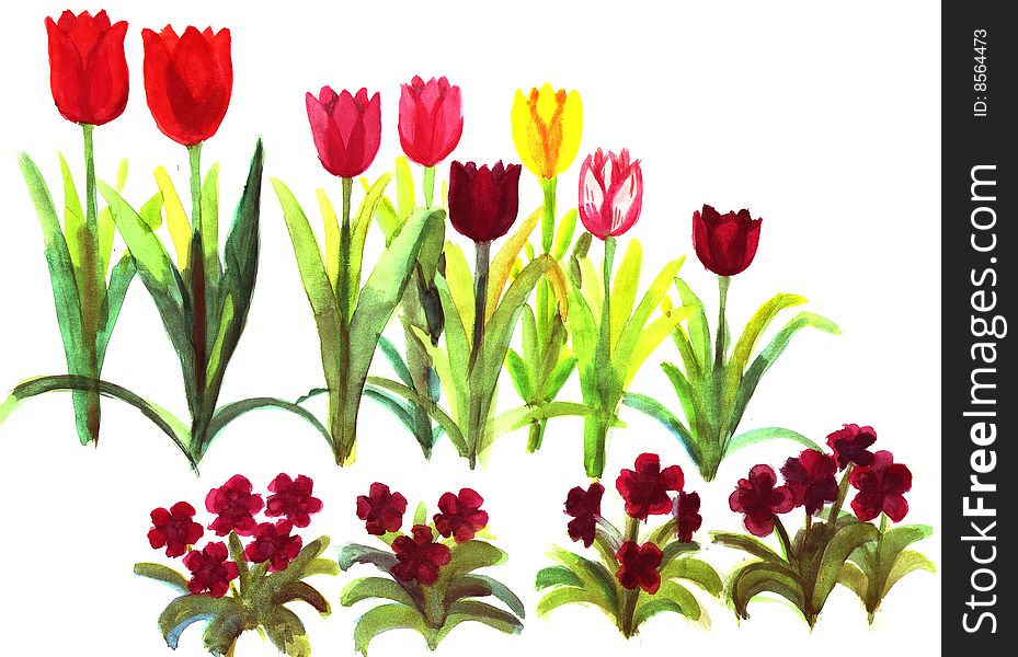 Tulips and heartseases on a white background
