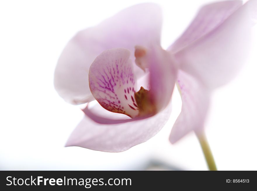 Tender Orchid Silhouette