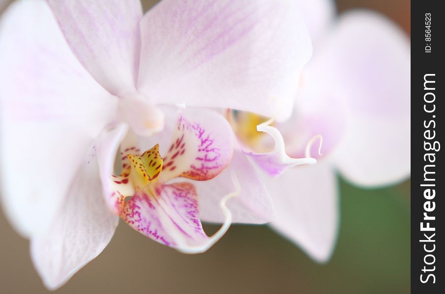 Tender Orchid Heart