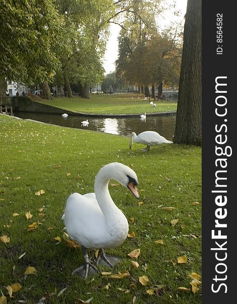 Swans feeding near lake in Bruge Belgium. Swans feeding near lake in Bruge Belgium