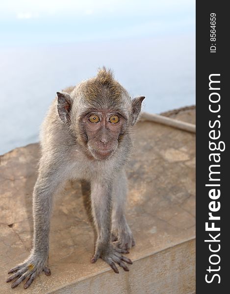 Funny baby Monkey with curious expression.