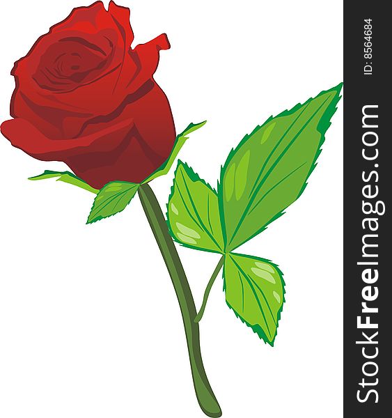 Red rose on the white background. Vector illustartion