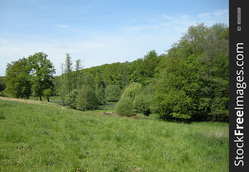 Trees and meadows around a pond