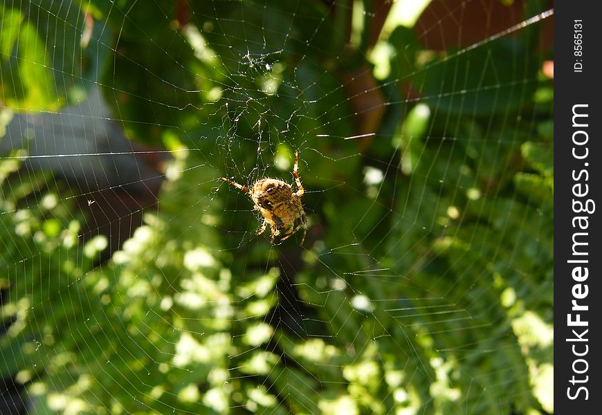 A garden spider in its web