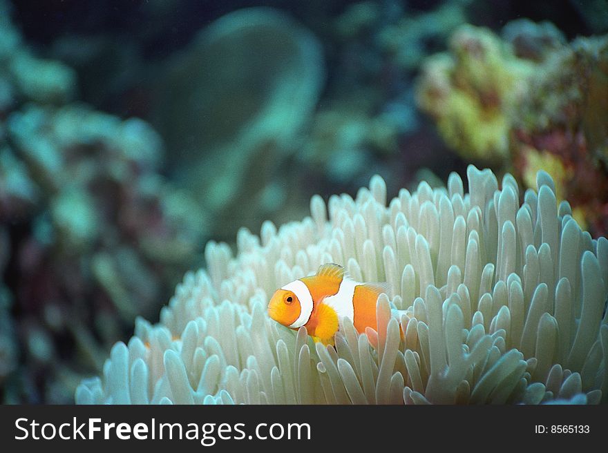 Clownfish with anemone host off the coast of walindi, new britain, papau new guinea;. Clownfish with anemone host off the coast of walindi, new britain, papau new guinea;