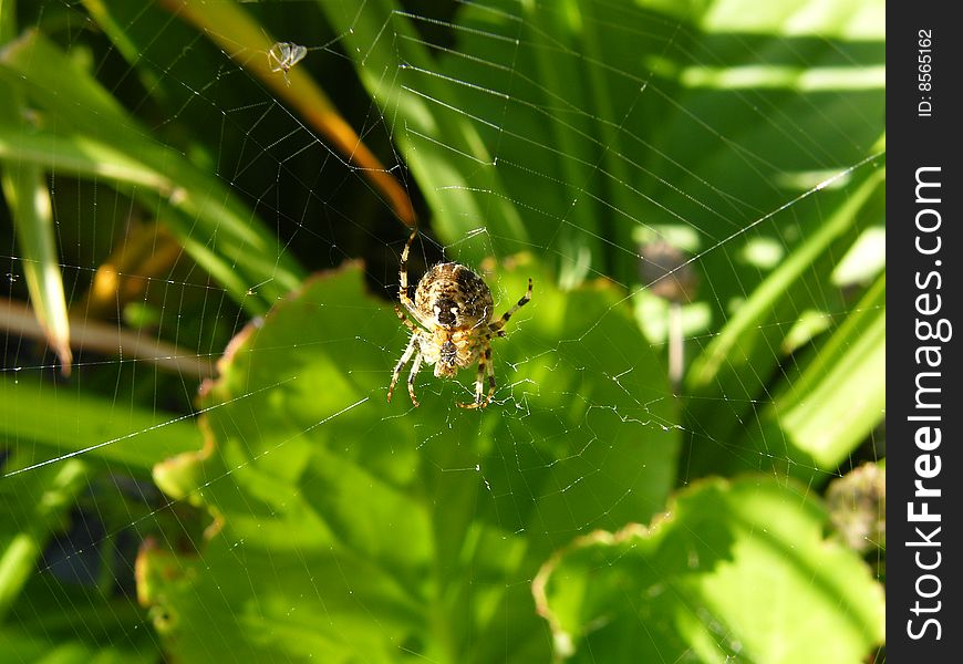 A garden spider in its web